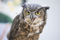 August 3, 2022: Senator Amanda Cappelletti Hosts Kids Fair at Elmwood Park Zoo