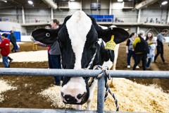 January 12, 2024: Sen. Cappelletti visited the PA Farm Show today and interviewed Agriculture Secretary Russell Redding before capping the day with a blue ribbon in the annual Celebrity Cow Milking Contest.   Sen. Cappelletti, along with teammates Sens. Vogel and Rothman, as well as local news anchor Valerie Pritchett, produced 1.45 lbs of milk from a cow named “Molly” to earn the championship.