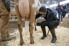 January 14, 2022: Senators Amanda Cappelletti and Sharif Street participate in the 2022 Celebrity Cow Milking Contest.