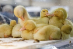 January 14, 2022: Senators Amanda Cappelletti and Sharif Street participate in the 2022 Celebrity Cow Milking Contest.