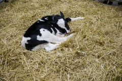 January 14, 2022: Senators Amanda Cappelletti and Sharif Street participate in the 2022 Celebrity Cow Milking Contest.