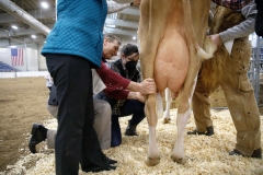 January 14, 2022: Senators Amanda Cappelletti and Sharif Street participate in the 2022 Celebrity Cow Milking Contest.