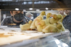 January 14, 2022: Senators Amanda Cappelletti and Sharif Street participate in the 2022 Celebrity Cow Milking Contest.