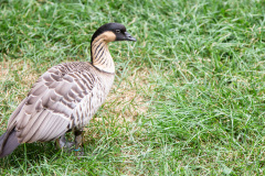 July 29, 2021:  Sen. Cappelletti tours Elmwood Park Zoo