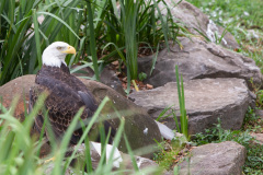 July 29, 2021:  Sen. Cappelletti tours Elmwood Park Zoo