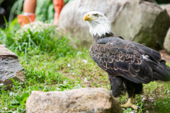 July 29, 2021:  Sen. Cappelletti tours Elmwood Park Zoo