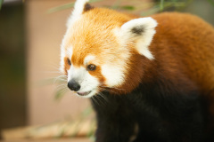 August 24, 2021: Senator Amanda Cappelletti Hosts 1st Annual Kid's Fair