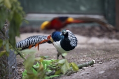 Kids Fair in the Seventeenth