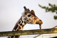 Kids Fair in the Seventeenth