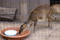 Kids Fair in the Seventeenth