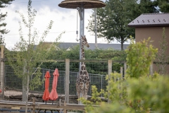 Kids Fair in the Seventeenth