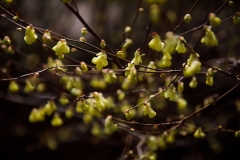 March 26, 2022: Senator Cappelletti joined Bridlewild Trail Hikes for a guided nature walk at Henry Botanic Garden located in Gladwyne in March 2022.