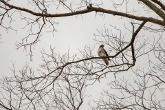 March 26, 2022: Senator Cappelletti joined Bridlewild Trail Hikes for a guided nature walk at Henry Botanic Garden located in Gladwyne in March 2022.