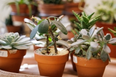 September 29, 2025: Spotlight in the 17th: Exploring Plant 4 Good in Ardmore